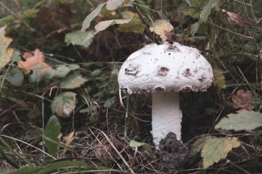 beyaz şapka ve beyaz gövde ile büyük bir beyaz mantar alo duruyor