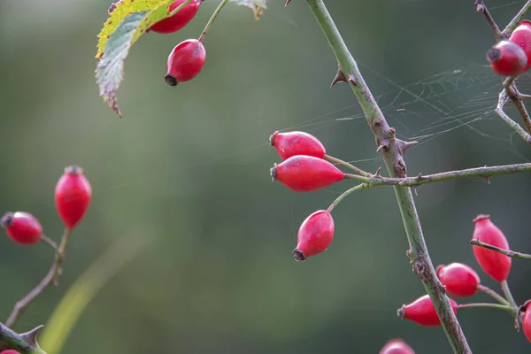 Red Rose hip owoce powiesić na krzew hip Rose jesienią — Zdjęcie stockowe