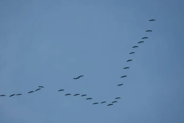 A large number of wild geese fly in formation towards the south — Stock Photo, Image