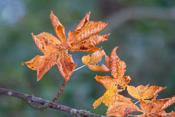 Bruine bladeren hangen van een kastanjeboom in de herfst — Stockfoto
