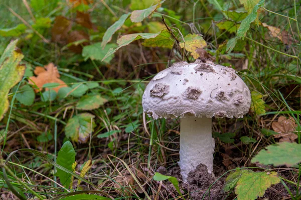 A large white mushroom with white hat and white trunk stands alo — Stock Photo, Image