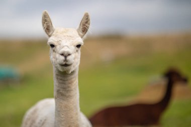 bir kahverengi ve beyaz boynuz alpaka bir çayır üzerinde duran ve bakmak