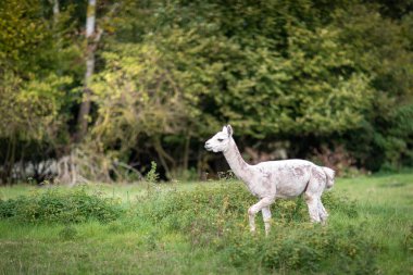  beyaz bir shorn alpaka bir çayır üzerinde duruyor ve geldi içine bakar
