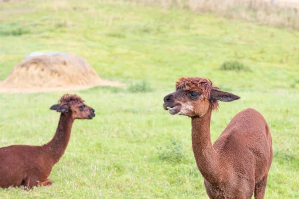 Een bruine shorn Alpaca staat op een weide en kijkt naar de came — Stockfoto