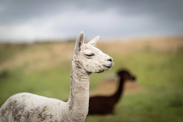 Brązowy i biały shorn Alpaca stoi na łące i lookin — Zdjęcie stockowe