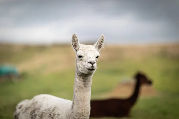 Um marrom e um alpaca branco do shorn que está em um prado e olha — Fotografia de Stock