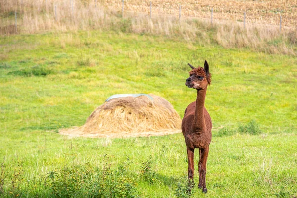 Een bruine shorn Alpaca staat op een weide en kijkt naar de came — Stockfoto