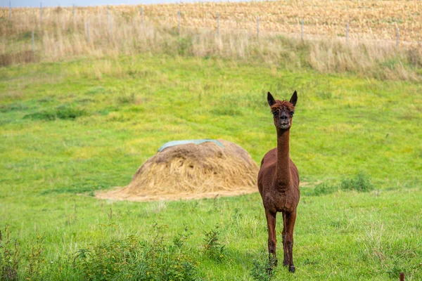 Een bruine shorn Alpaca staat op een weide en kijkt naar de came — Stockfoto