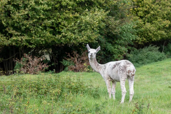 Een witte shorn Alpaca staat op een weide en kijkt naar de came — Stockfoto