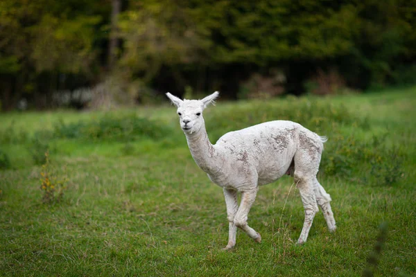 Um alpaca branco do shorn está em um prado e olha no veio — Fotografia de Stock