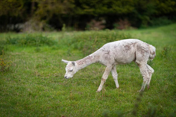 Een witte shorn Alpaca staat op een weide en kijkt naar de came — Stockfoto