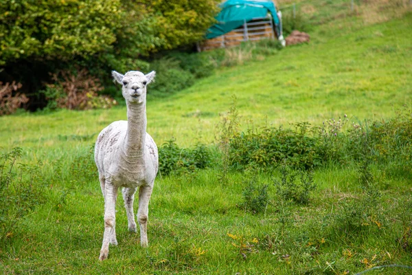 Een witte shorn Alpaca staat op een weide en kijkt naar de came — Stockfoto