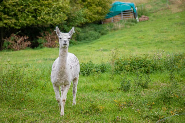 Een witte shorn Alpaca staat op een weide en kijkt naar de came — Stockfoto