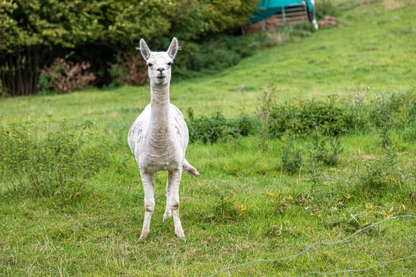 Een witte shorn Alpaca staat op een weide en kijkt naar de came — Stockfoto