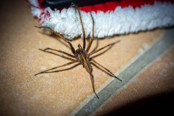一只长着毛茸茸的腿的大蜘蛛在地板上爬行，爬到一只 — 图库照片