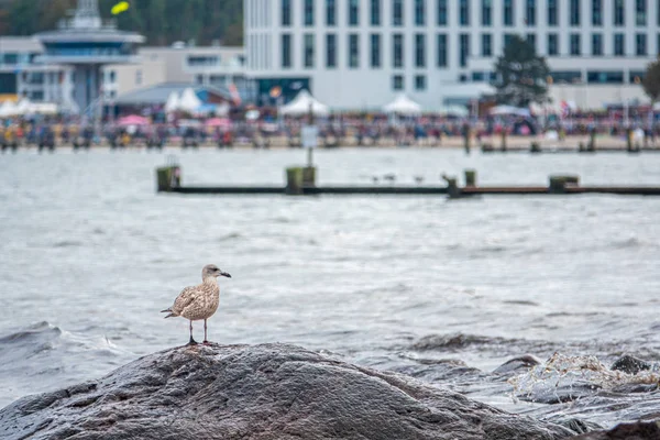 Une mouette assise sur une pierre dans la baie de Travemuende par temps nuageux — Photo