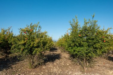 Nar yetiştirildiğinde, kırmızı nar yetişir.