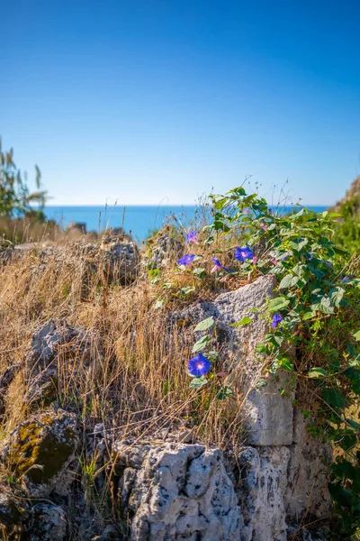 Een blauwe bloem groeit op een rots muur en de blauwe zee is in de ba — Stockfoto