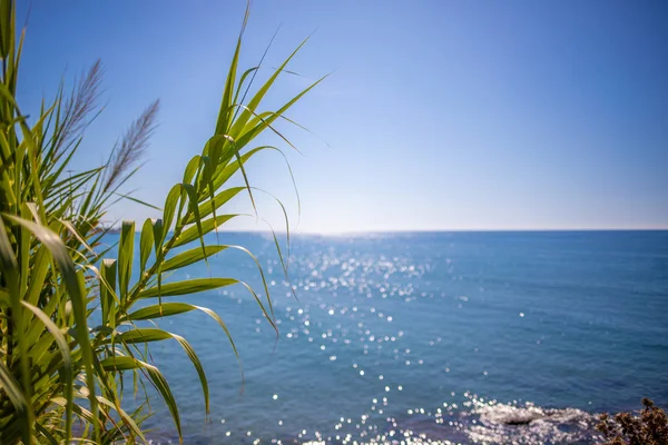 Op de voorgrond is een oosterse plant en op de achtergrond is — Stockfoto