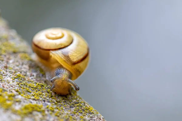 Mały ślimak z żółtą muszlą ślimaka czołga się na betonowej pil — Zdjęcie stockowe
