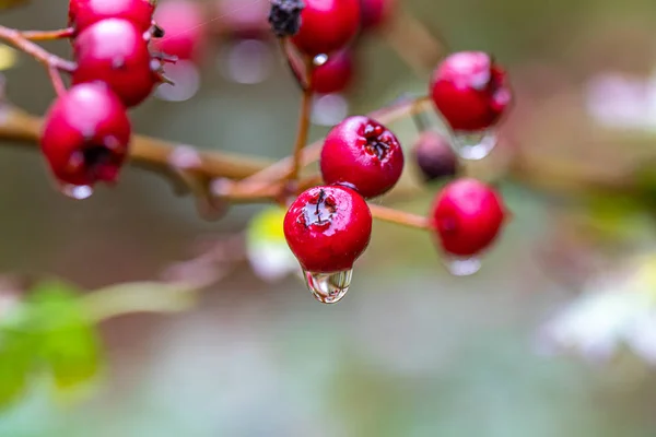 Bacche di biancospino rosso appese al cespuglio di biancospino sotto la pioggia — Foto Stock
