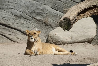 Kahverengi aslanlar bir hayvanat bahçesinin içinde