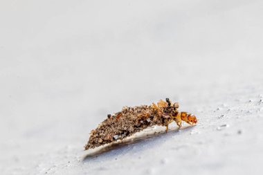 Kahverengi bir böceğin makro görüntüsü. Üzerinde taş bir ev oturuyor.