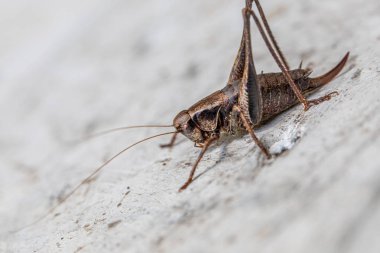 Beyaz bir duvarda oturan kahverengi çekirgenin makro görüntüsü.