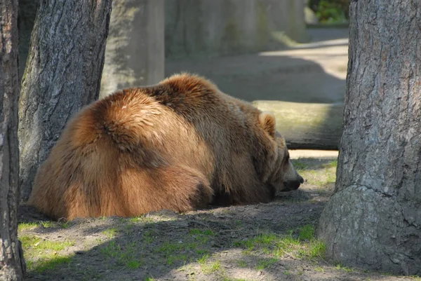 Бурый медведь-кадиак лениво лежит под солнцем под деревом — стоковое фото