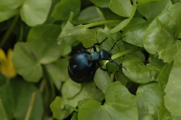 Un escarabajo de aceite azul negro arrastrándose sobre hierba verde — Foto de Stock
