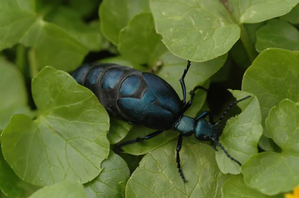 Un escarabajo de aceite azul negro arrastrándose sobre hierba verde — Foto de Stock