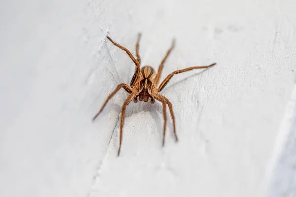 Un plan macro d'une araignée brune assise sur un mur blanc — Photo