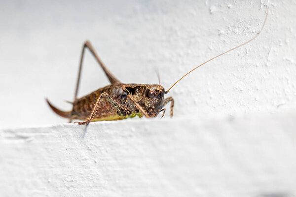 макроснимок коричневого кузнечика, сидящего на белой стене
