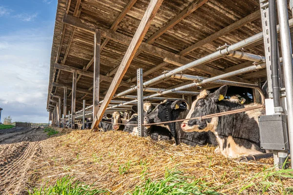 Σε ένα αγρόκτημα υπάρχουν πολλές αγελάδες σε ένα περίβλημα — Φωτογραφία Αρχείου