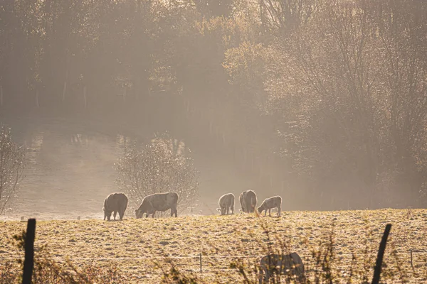 霧深い朝霜の牧草地に立つ牛の中には — ストック写真