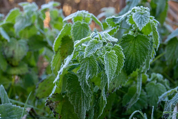 Erba verde e le piante sono coperte di gelo bianco — Foto Stock