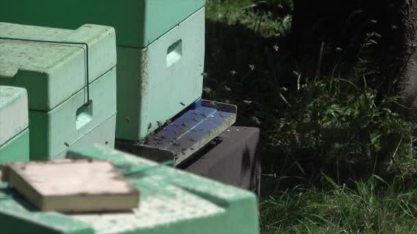 Veel Bijen Vliegen Opgewonden Bijenkorf Van Een Imker — Stockvideo
