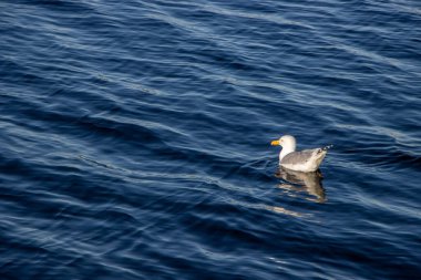 Bir martı lacivert denizde yüzer.