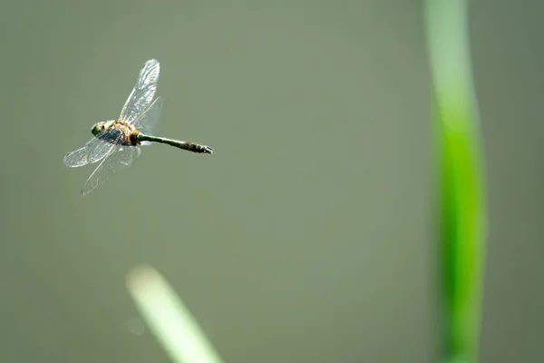 Eine Libelle Fliegt Zwischen Grünem Schilf — Stockfoto