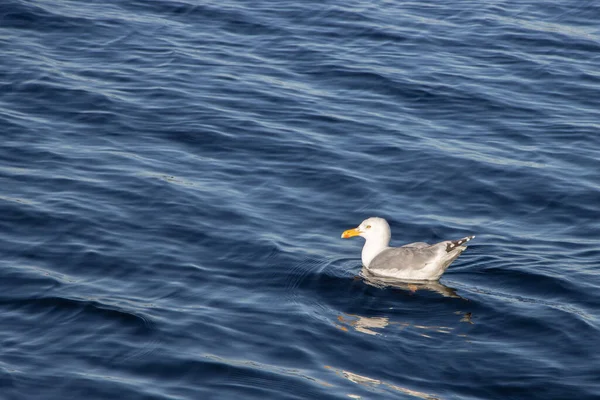 Herring Gull Swims Dark Blue Sea — Stock Photo, Image