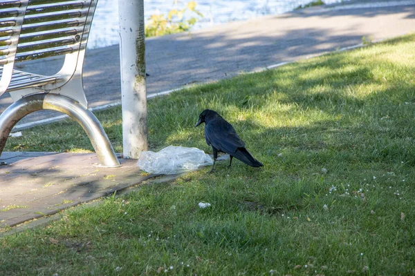 Corbeau Noir Mange Les Ordures Jetées Côté Banc Parc — Photo