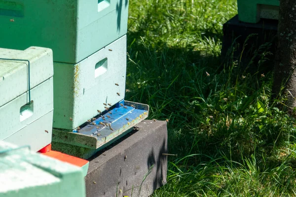 Muchas Abejas Vuelan Excitadas Colmena Apicultor — Foto de Stock