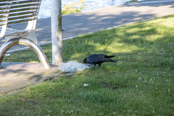 Corvo Preto Come Lixo Descartado Lado Banco Parque — Fotografia de Stock