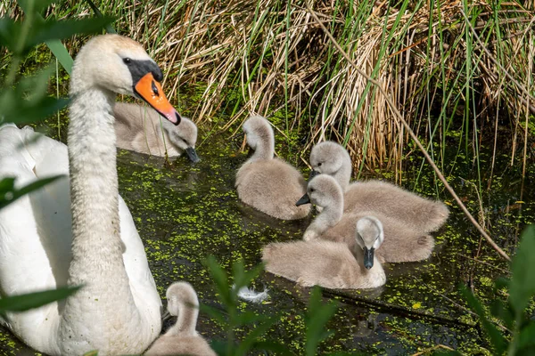 Uma Lagoa Nada Cisne Branco Com Seus Filhotes — Fotografia de Stock