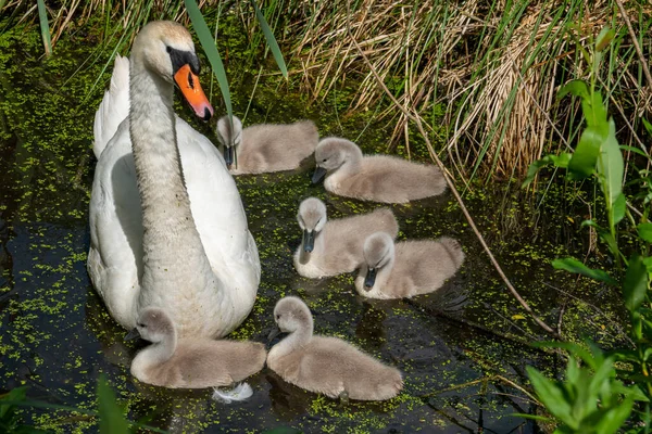 Uma Lagoa Nada Cisne Branco Com Seus Filhotes — Fotografia de Stock