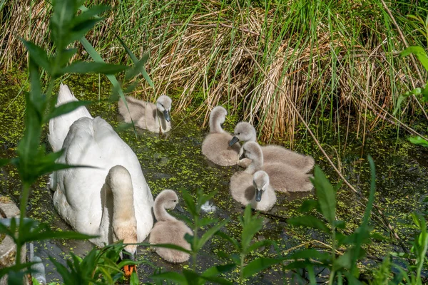 Пруду Плавает Белый Лебедь Своими Маленькими Цыплятами — стоковое фото