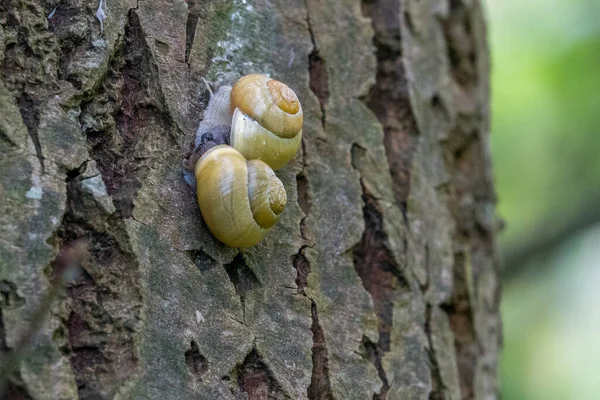 Two Yellow Ribbon Snails Mating Tree — Stock Photo, Image