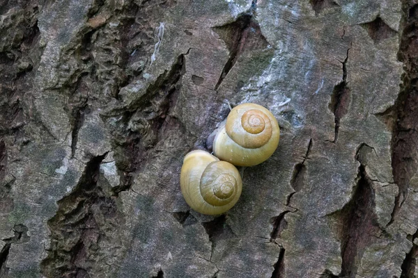 Deux Escargots Ruban Jaune Accouplant Sur Arbre — Photo