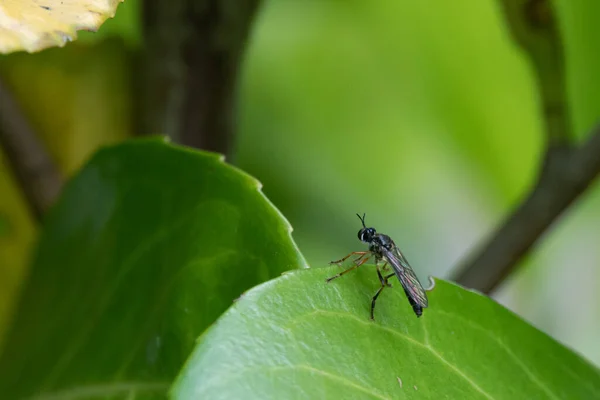 Eine Schwarze Räuberfliege Sitzt Auf Einem Grünen Blatt — Stockfoto