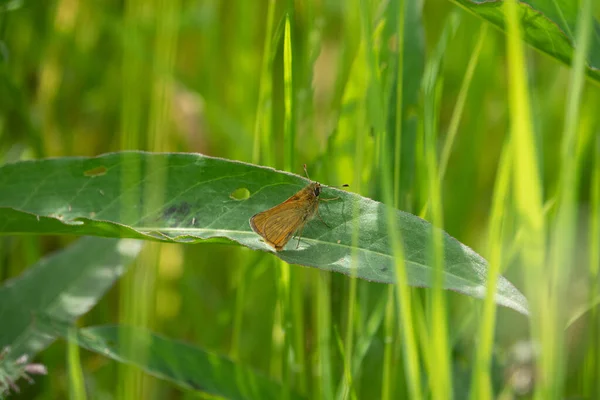 Petit Papillon Orangé Brun Bulbe Papillon Assis Sur Une Feuille — Photo